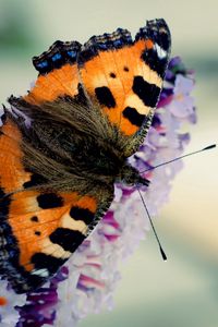 Preview wallpaper butterfly, flying, wings, pattern, beautiful