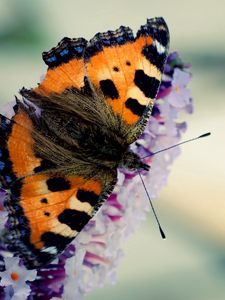 Preview wallpaper butterfly, flying, wings, pattern, beautiful