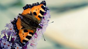 Preview wallpaper butterfly, flying, wings, pattern, beautiful