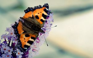 Preview wallpaper butterfly, flying, wings, pattern, beautiful