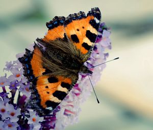 Preview wallpaper butterfly, flying, wings, pattern, beautiful