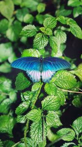 Preview wallpaper butterfly, foliage, green