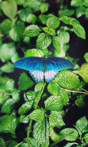 Preview wallpaper butterfly, foliage, green