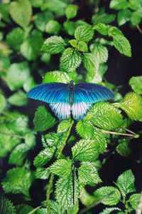 Preview wallpaper butterfly, foliage, green