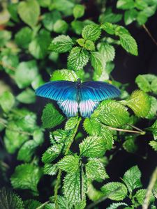 Preview wallpaper butterfly, foliage, green