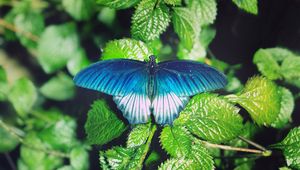 Preview wallpaper butterfly, foliage, green