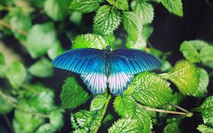 Preview wallpaper butterfly, foliage, green