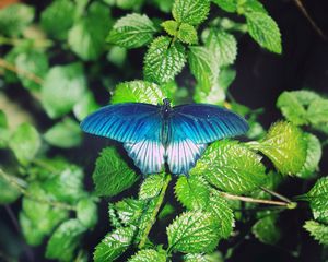 Preview wallpaper butterfly, foliage, green