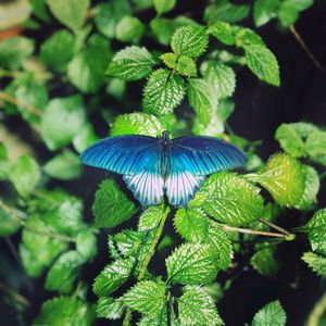Preview wallpaper butterfly, foliage, green