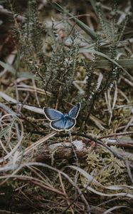Preview wallpaper butterfly, grass, branches