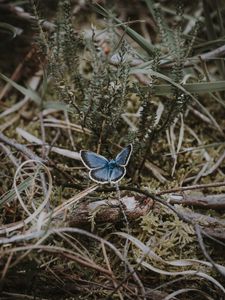 Preview wallpaper butterfly, grass, branches