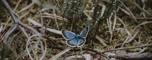 Preview wallpaper butterfly, grass, branches
