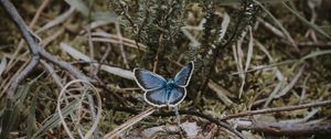Preview wallpaper butterfly, grass, branches