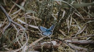 Preview wallpaper butterfly, grass, branches