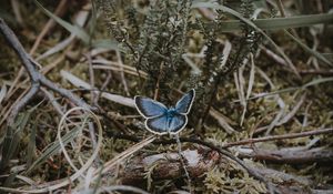 Preview wallpaper butterfly, grass, branches