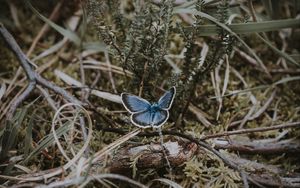 Preview wallpaper butterfly, grass, branches