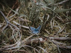 Preview wallpaper butterfly, grass, branches