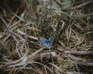 Preview wallpaper butterfly, grass, branches