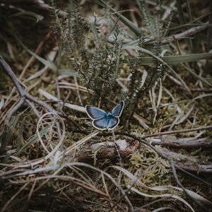Preview wallpaper butterfly, grass, branches