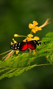 Preview wallpaper butterfly, grass, color, plants, insects