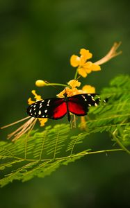 Preview wallpaper butterfly, grass, color, plants, insects