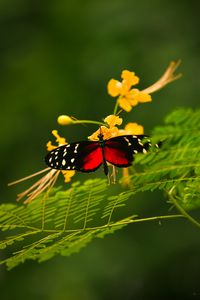 Preview wallpaper butterfly, grass, color, plants, insects