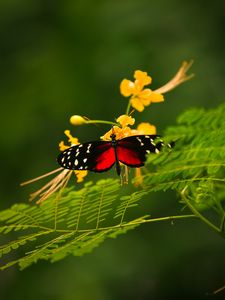 Preview wallpaper butterfly, grass, color, plants, insects