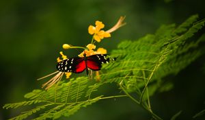 Preview wallpaper butterfly, grass, color, plants, insects