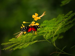 Preview wallpaper butterfly, grass, color, plants, insects