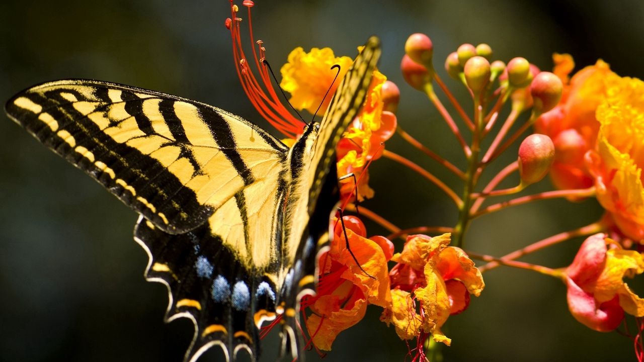Wallpaper butterfly, grass, flower, wings, pattern