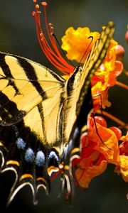 Preview wallpaper butterfly, grass, flower, wings, pattern