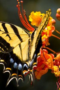 Preview wallpaper butterfly, grass, flower, wings, pattern