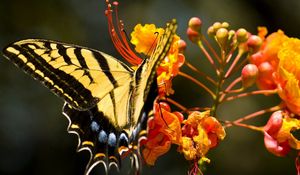 Preview wallpaper butterfly, grass, flower, wings, pattern