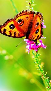 Preview wallpaper butterfly, grass, flowers, leaves