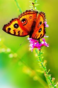 Preview wallpaper butterfly, grass, flowers, leaves