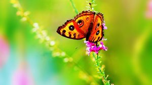 Preview wallpaper butterfly, grass, flowers, leaves