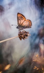 Preview wallpaper butterfly, grass, highlight, spot