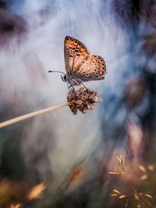 Preview wallpaper butterfly, grass, highlight, spot