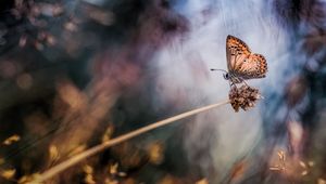 Preview wallpaper butterfly, grass, highlight, spot