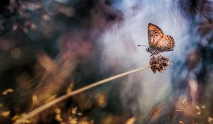 Preview wallpaper butterfly, grass, highlight, spot