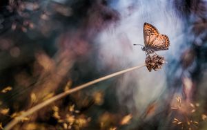 Preview wallpaper butterfly, grass, highlight, spot