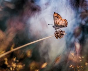 Preview wallpaper butterfly, grass, highlight, spot