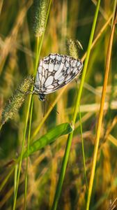 Preview wallpaper butterfly, grass, insect, macro, white