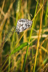 Preview wallpaper butterfly, grass, insect, macro, white