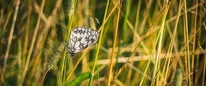 Preview wallpaper butterfly, grass, insect, macro, white