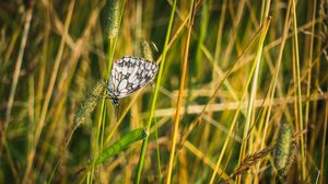 Preview wallpaper butterfly, grass, insect, macro, white