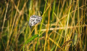 Preview wallpaper butterfly, grass, insect, macro, white