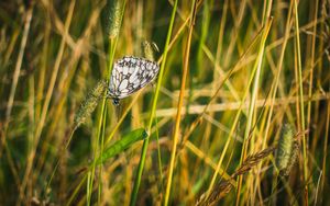 Preview wallpaper butterfly, grass, insect, macro, white