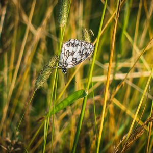 Preview wallpaper butterfly, grass, insect, macro, white