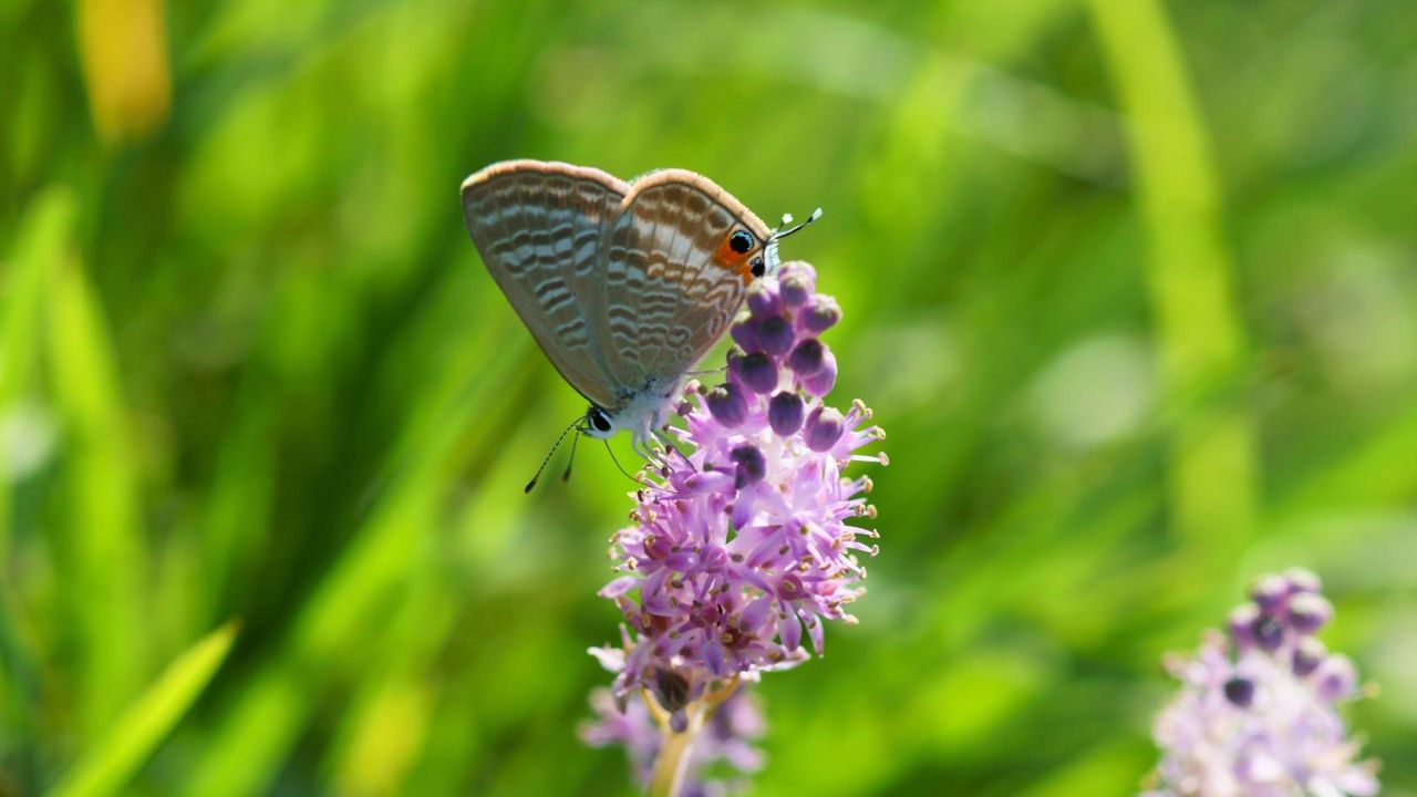 Wallpaper butterfly, grass, insect, flower, blurring